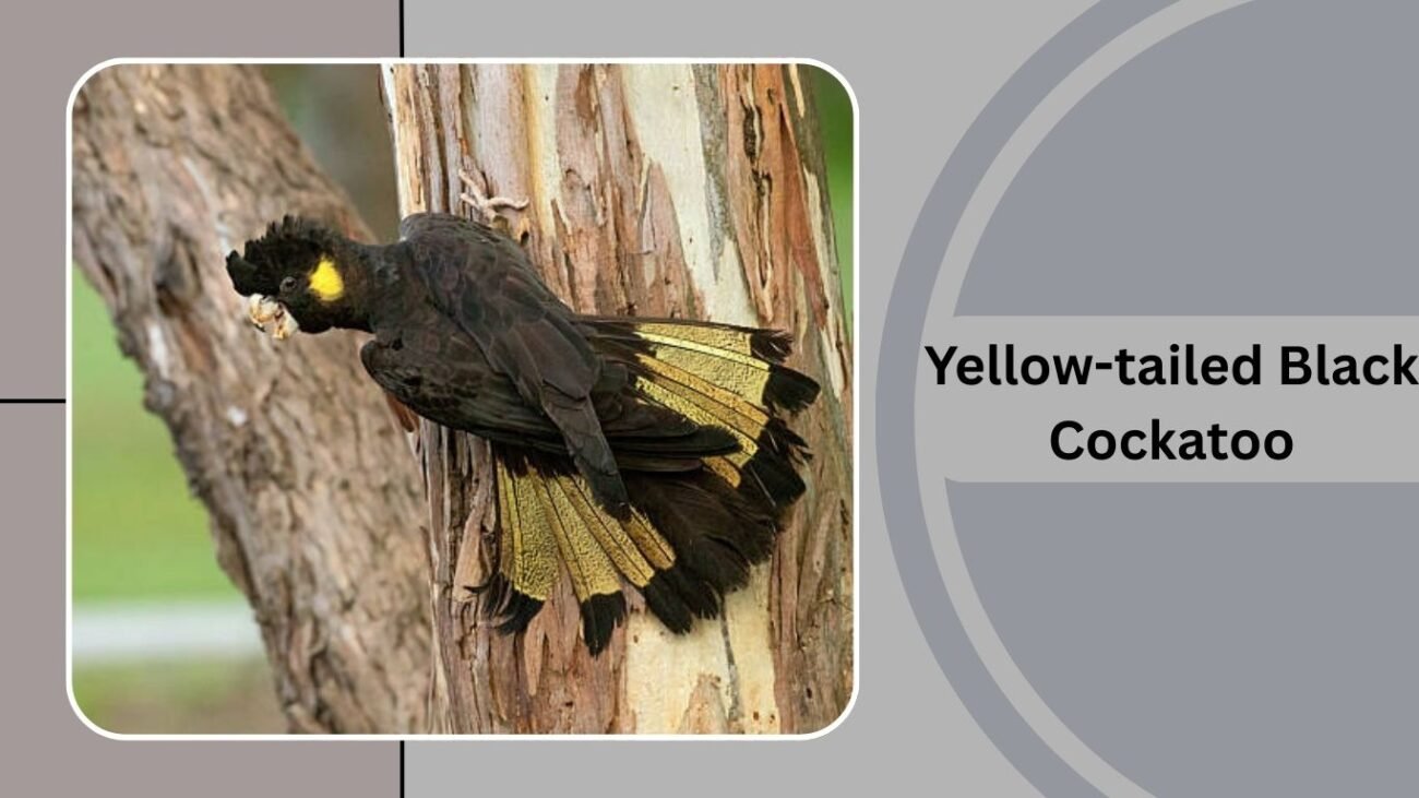 Yellow-tailed Black Cockatoo