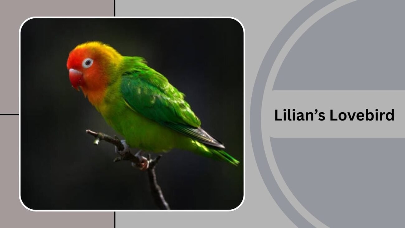  Lilian’s Lovebird