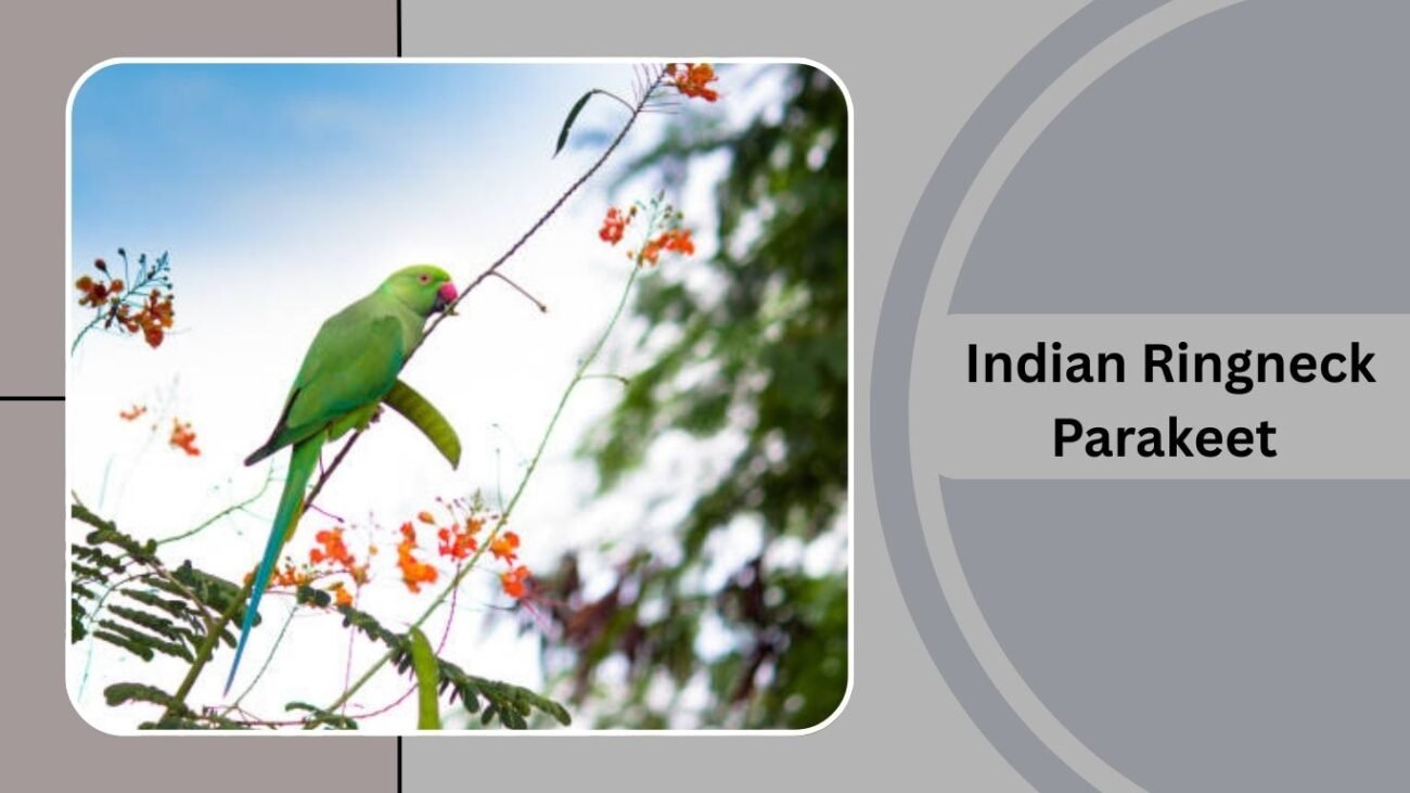 Indian Ringneck Parakeet