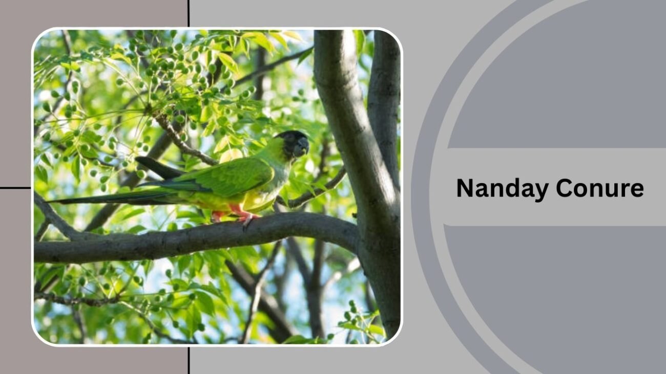 Nanday Conure