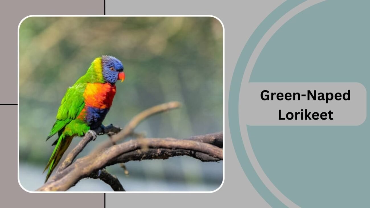 Green-Naped Lorikeet