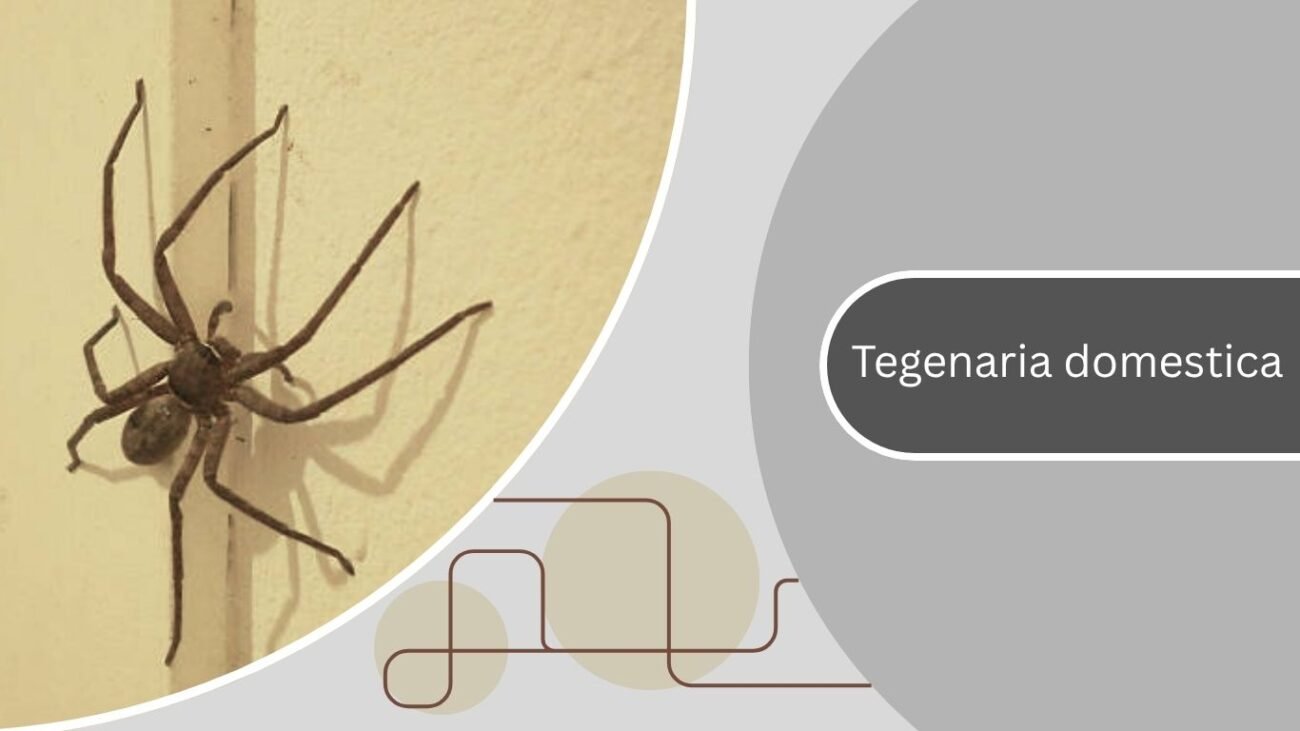 Tegenaria domestica