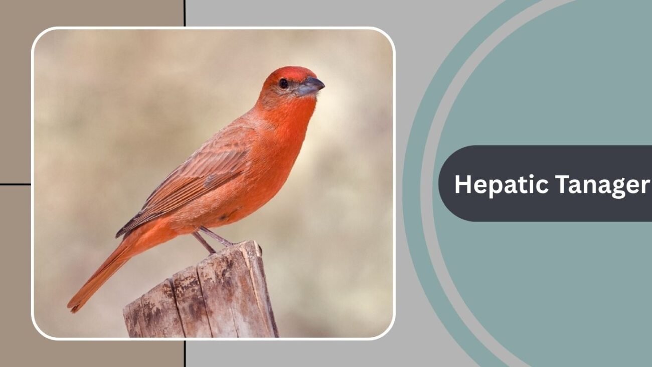 Hepatic Tanager