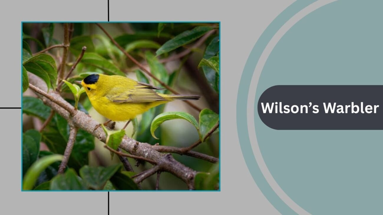Wilson’s Warbler