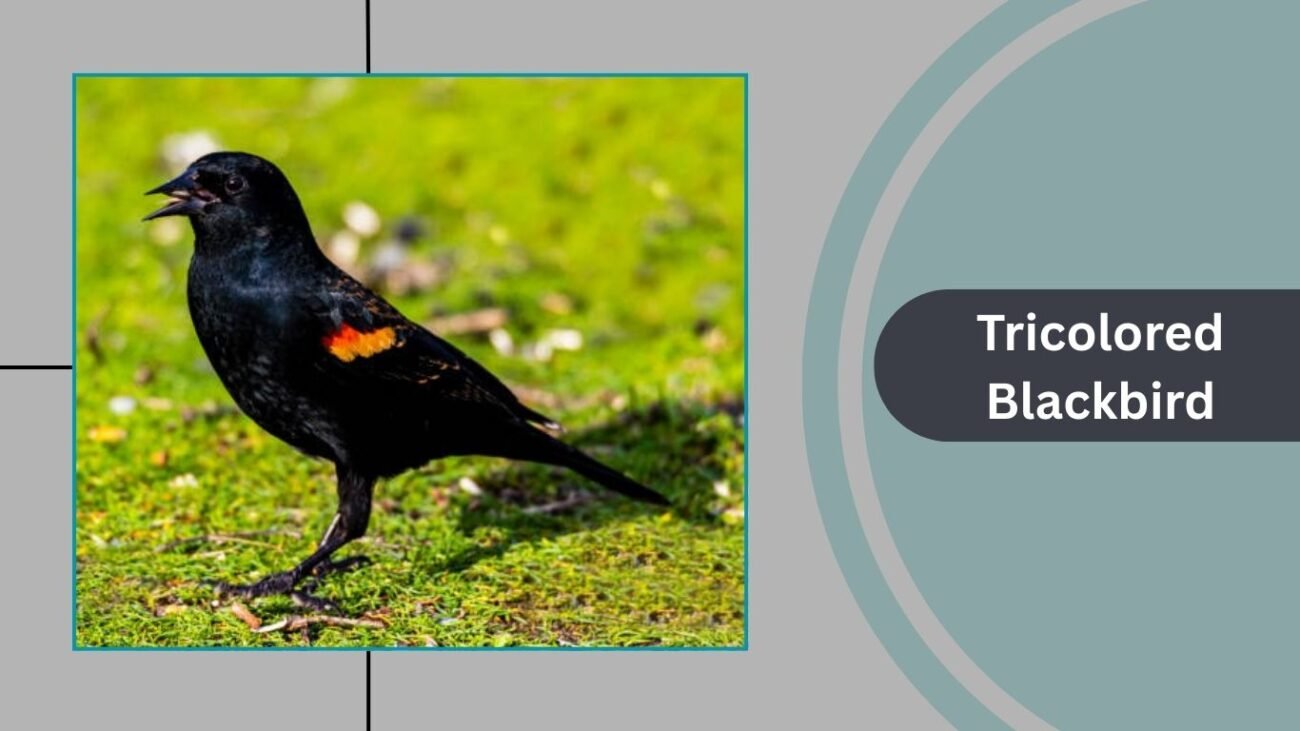 Tricolored Blackbird