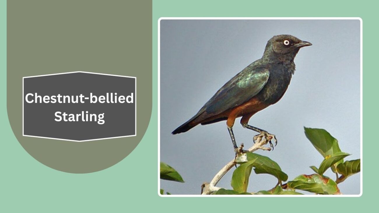 Chestnut-bellied Starling