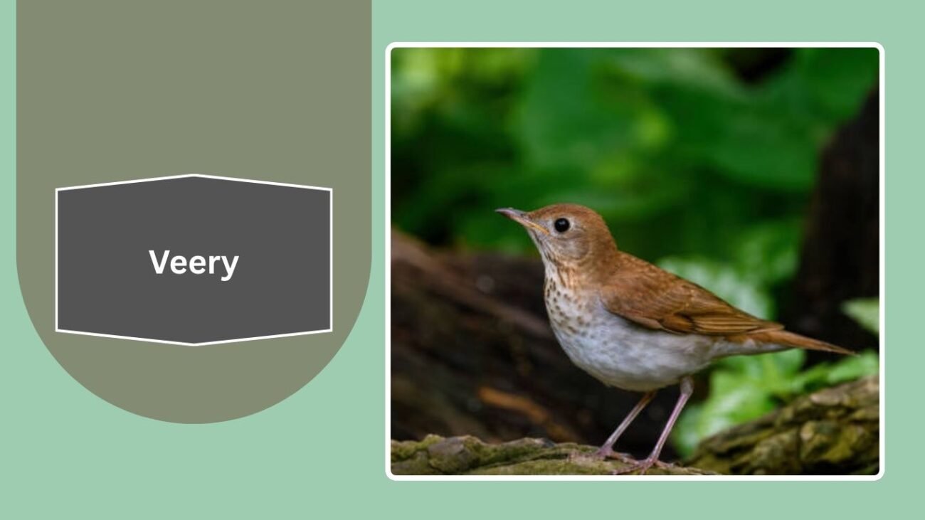 Veery