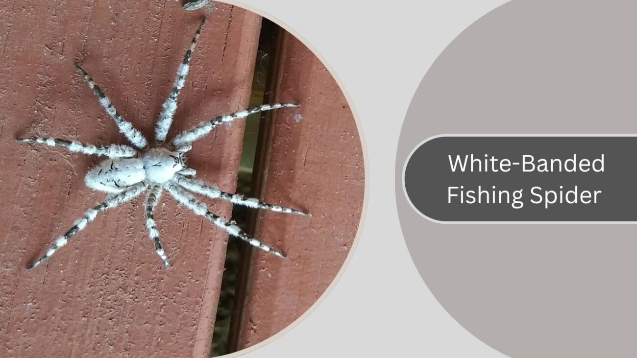 White-Banded Fishing Spider