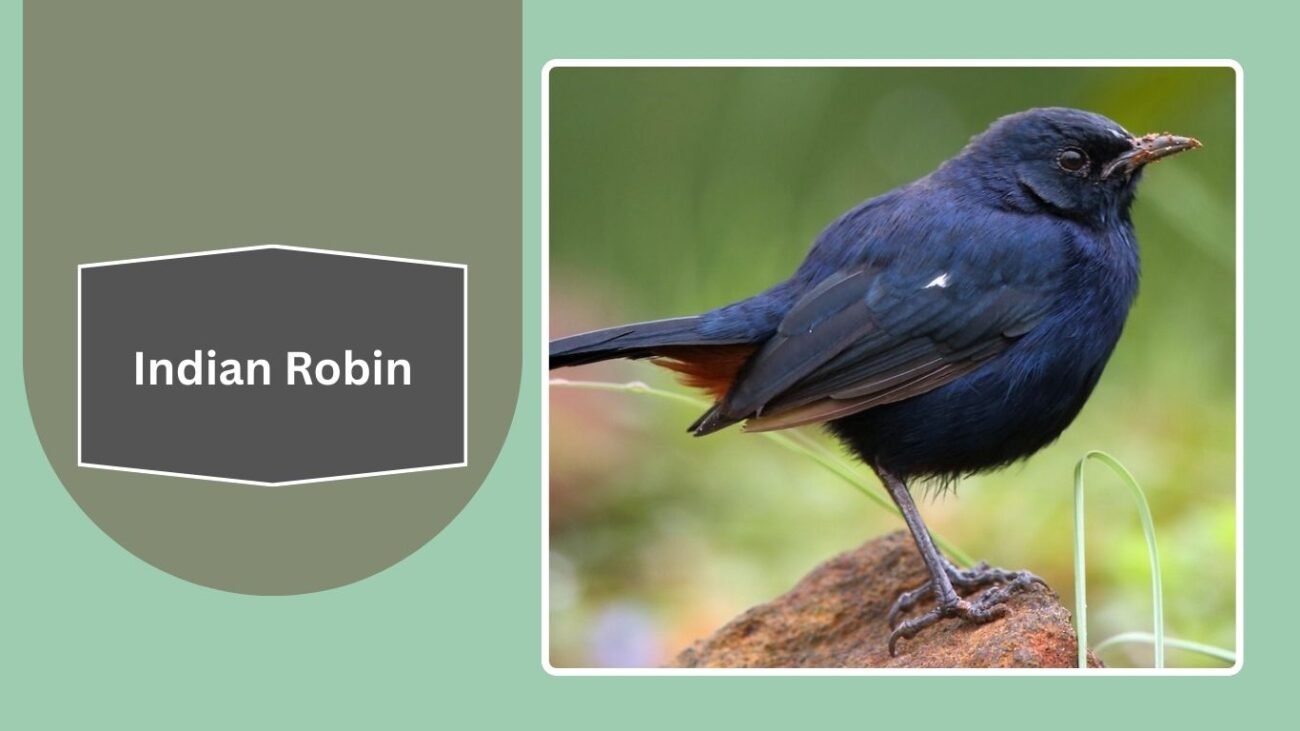 Indian Robin