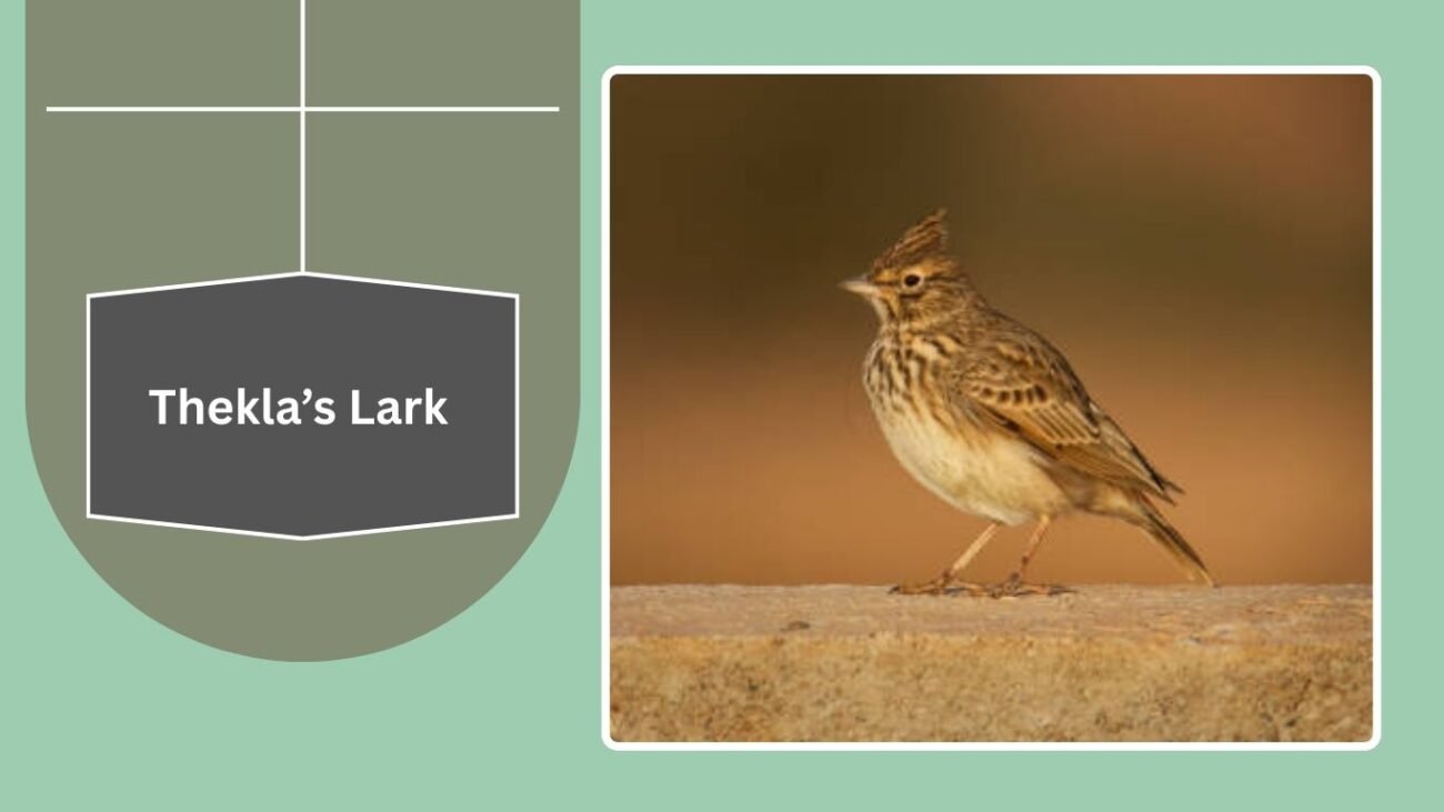 Thekla’s Lark