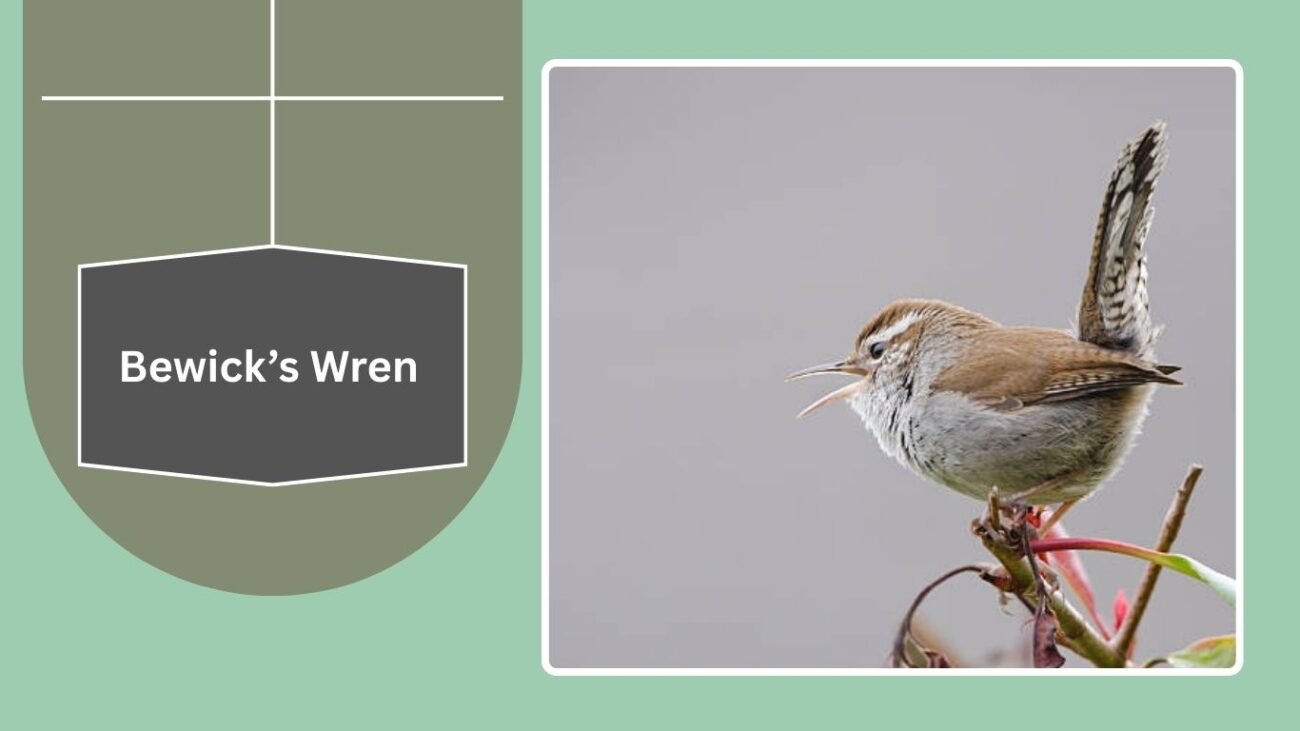 Bewick’s Wren