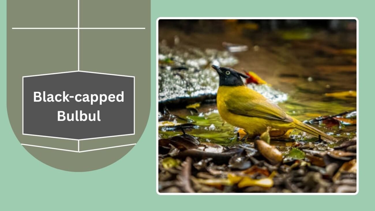 Black-capped Bulbul