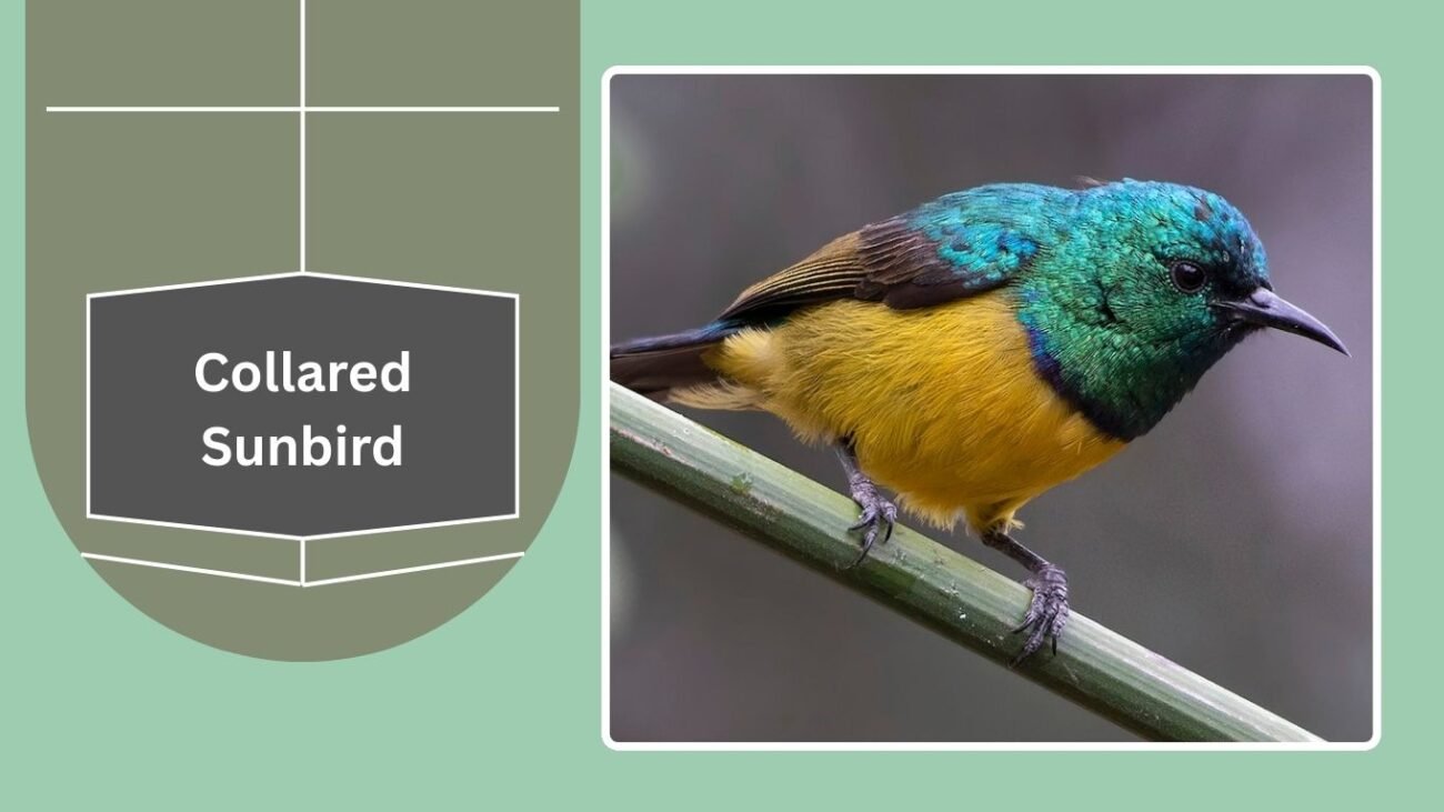 Collared Sunbird
