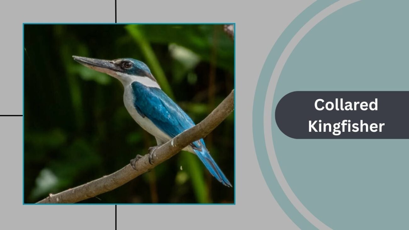Collared Kingfisher