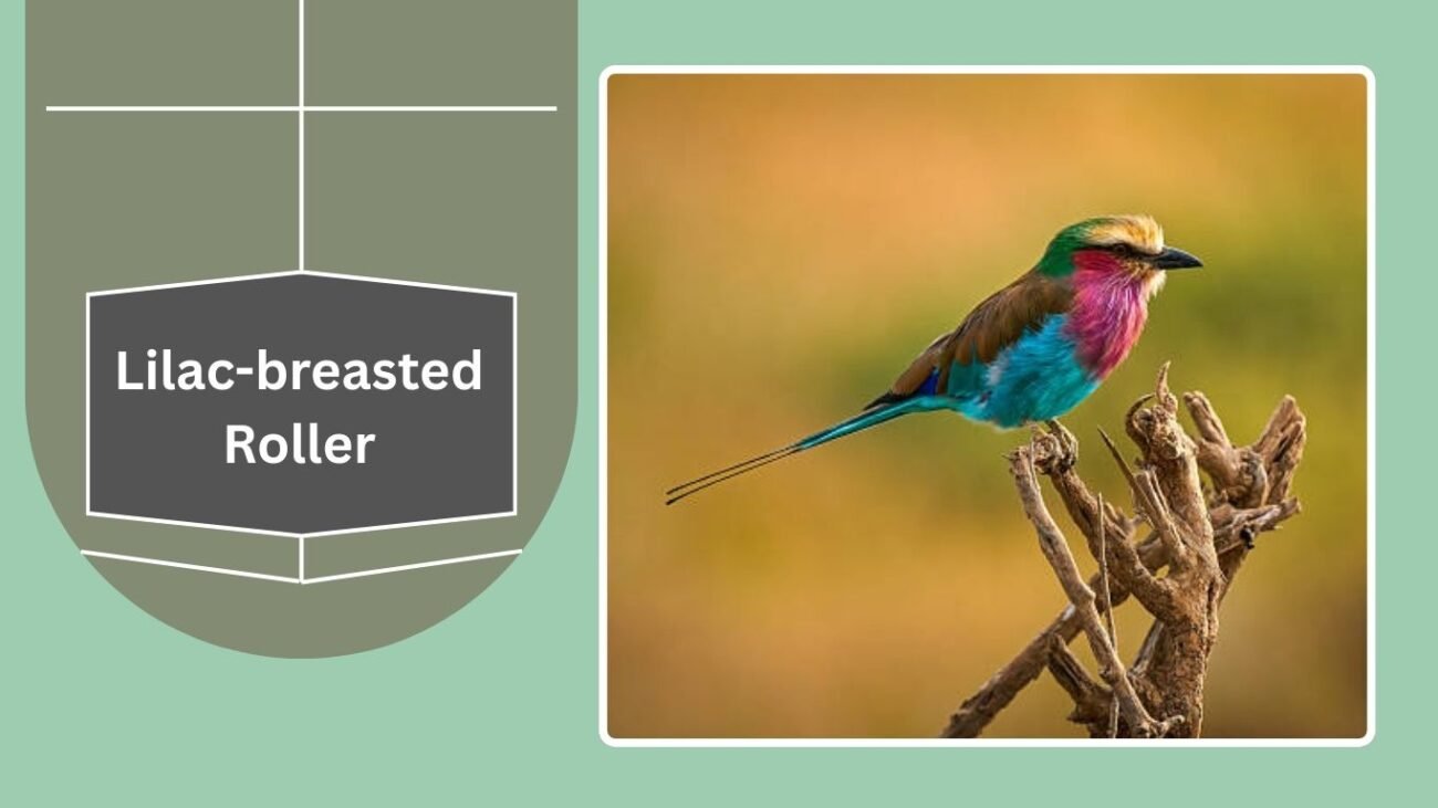 Lilac-breasted Roller