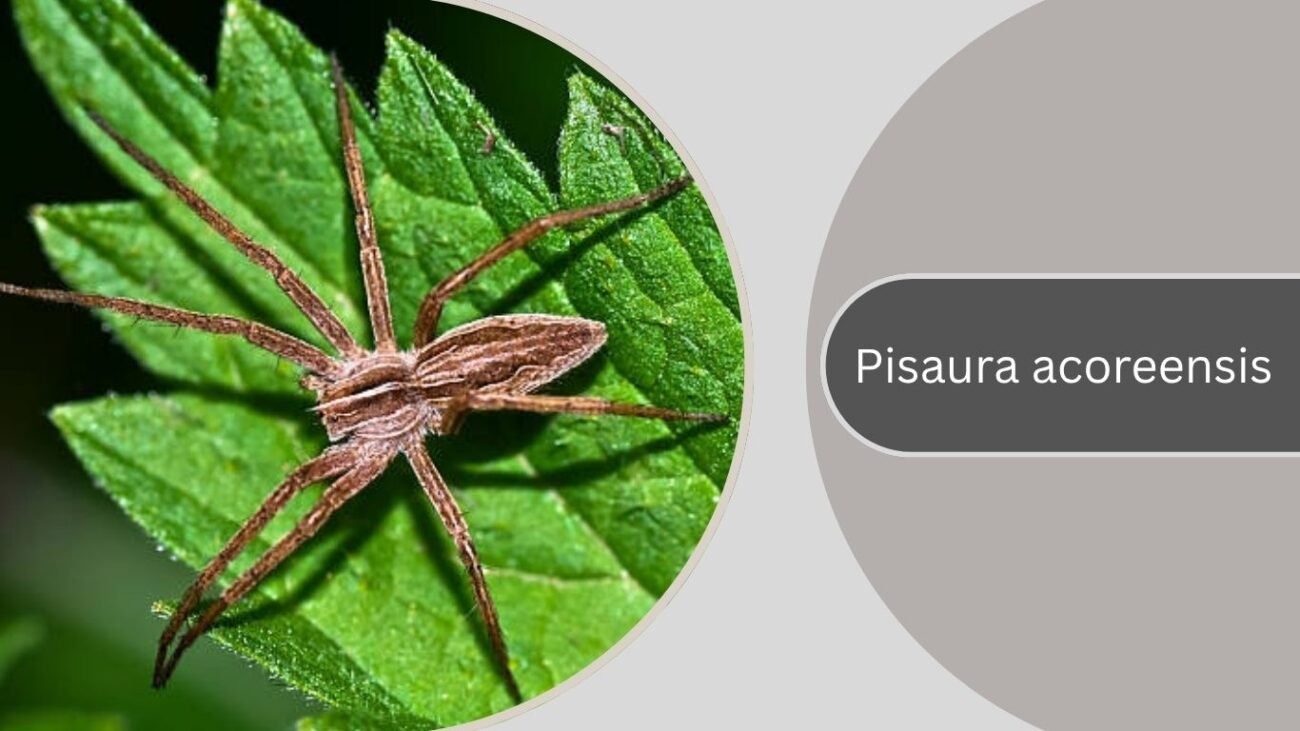 Pisaura acoreensis