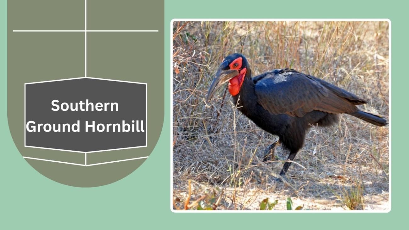 Southern Ground Hornbill