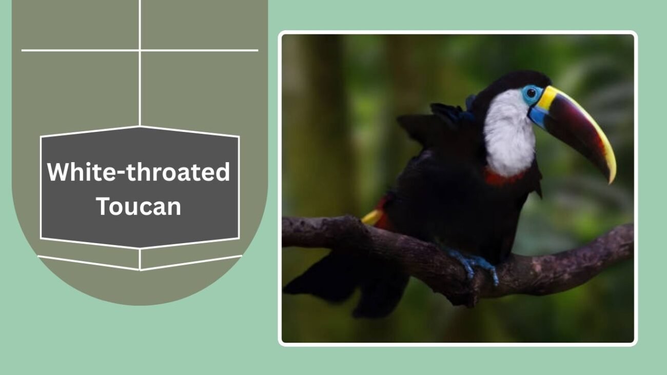 White-throated Toucan