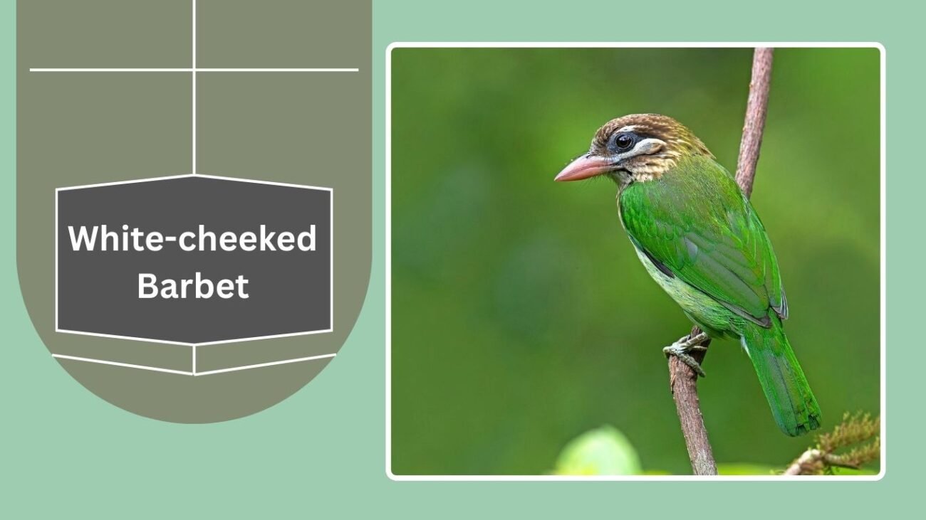 White-cheeked Barbet