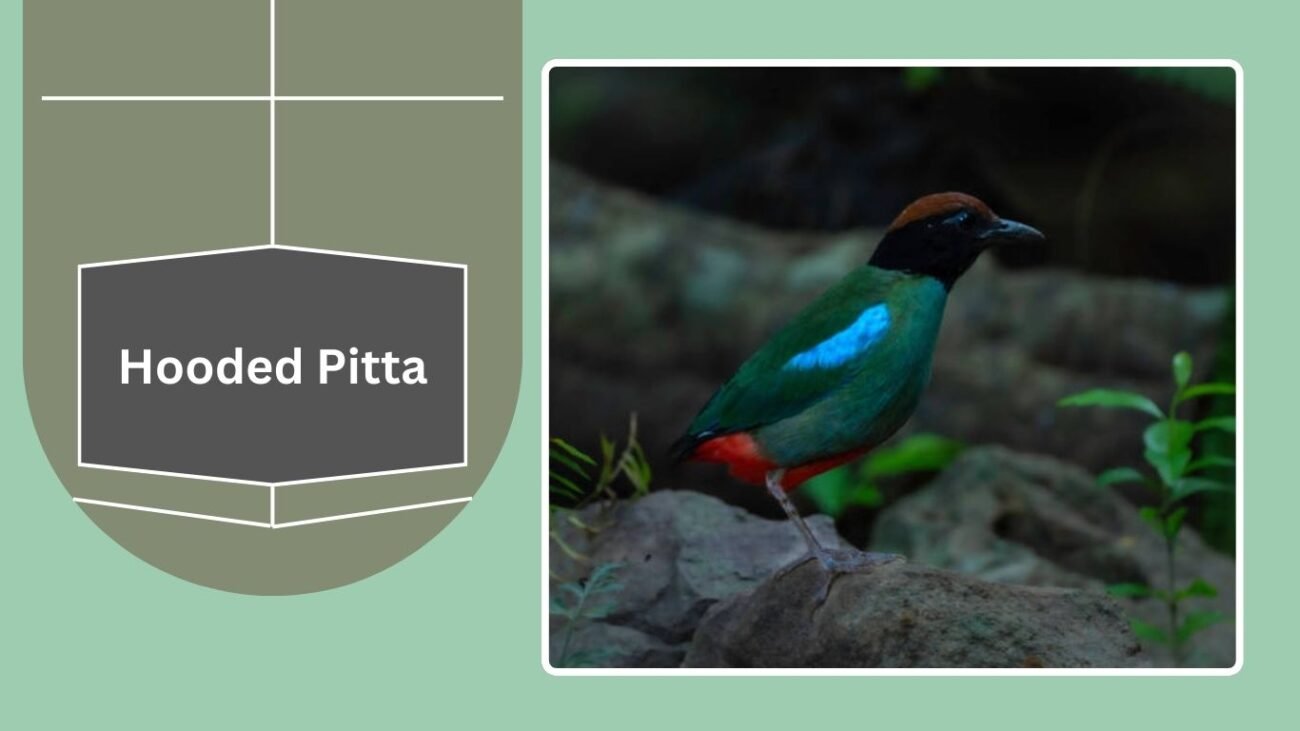 Hooded Pitta
