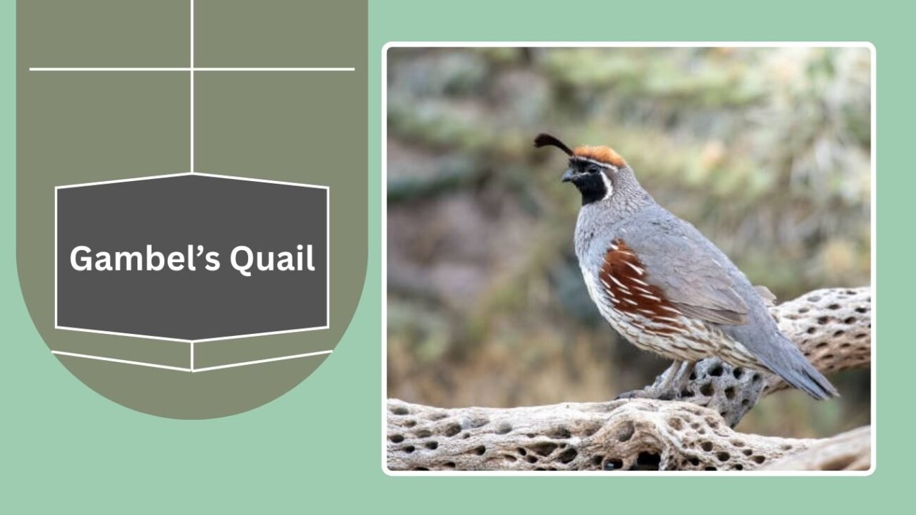 Gambel’s Quail