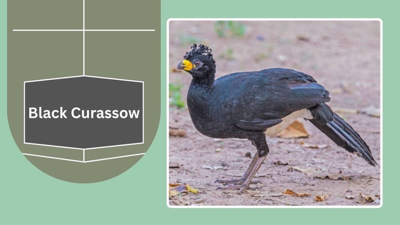 Black Curassow