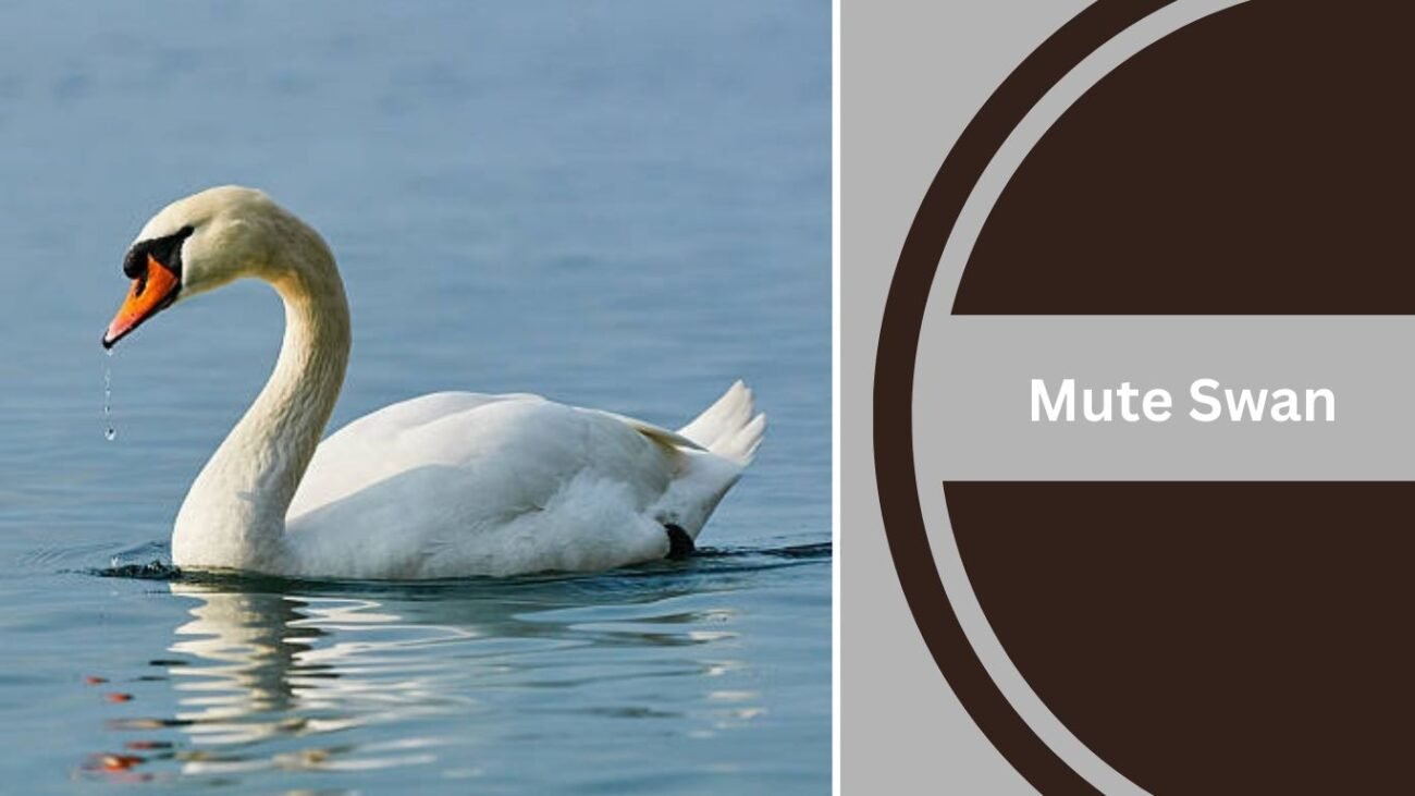 Mute Swan