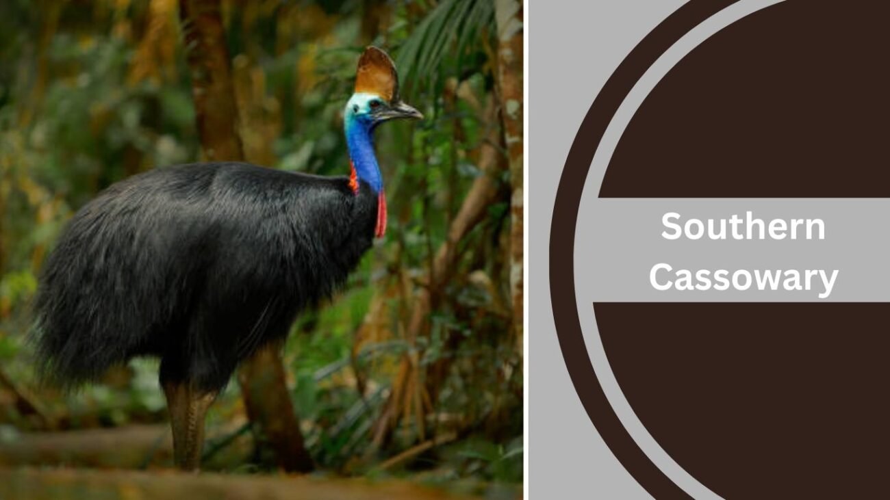 Southern Cassowary
