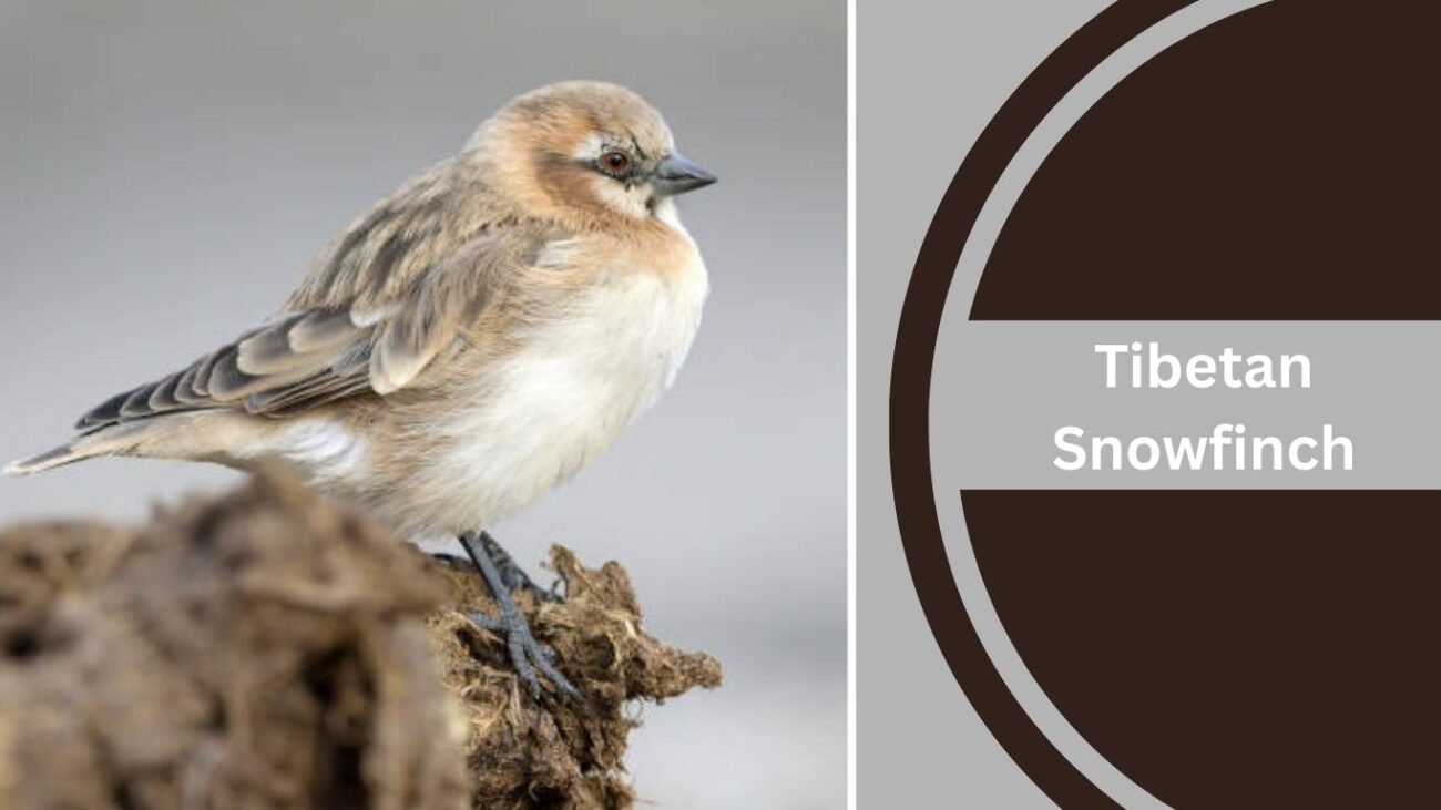 Tibetan Snowfinch (Pyrgilauda davidiana)