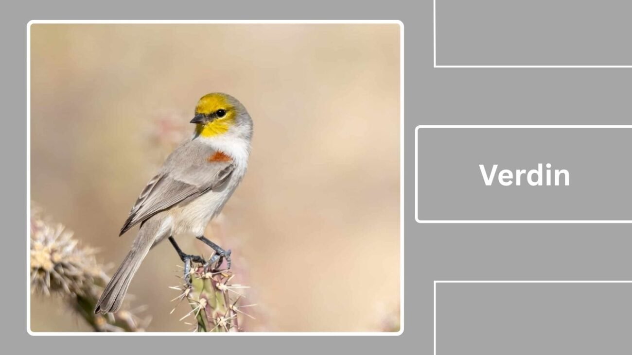 Verdin