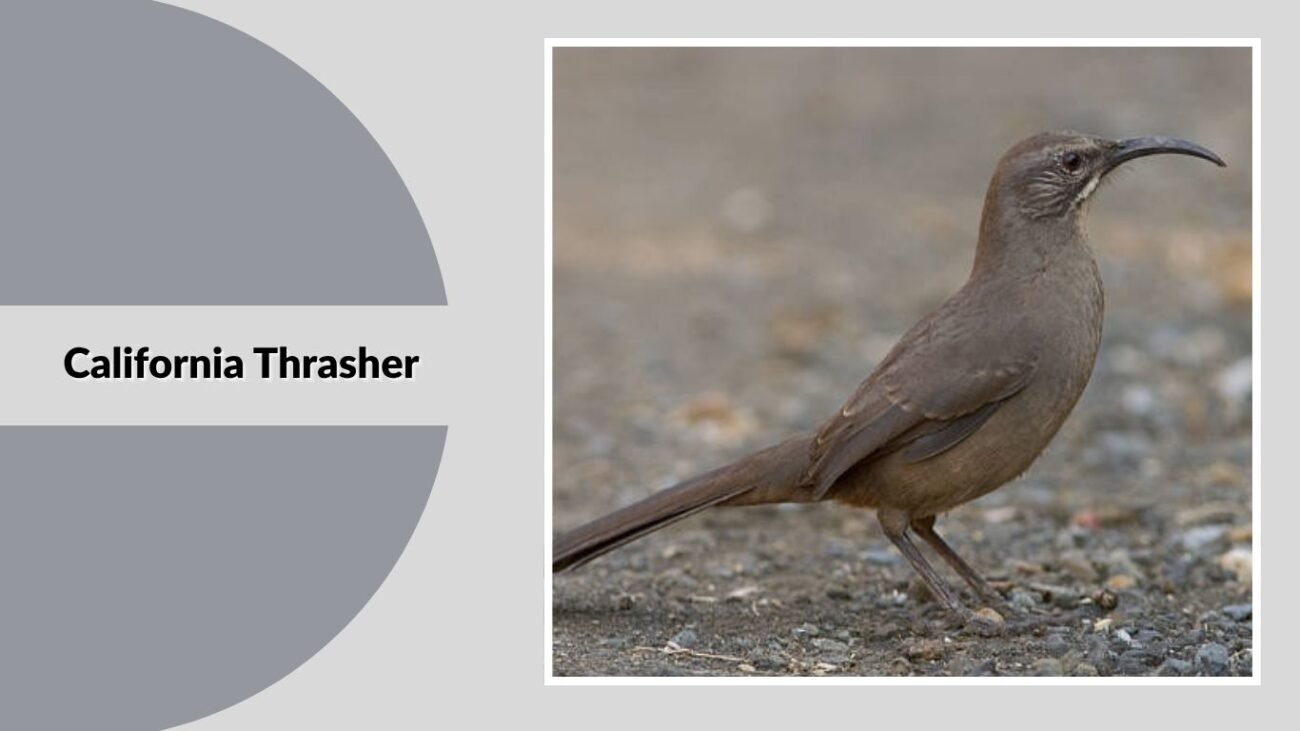 California Thrasher
