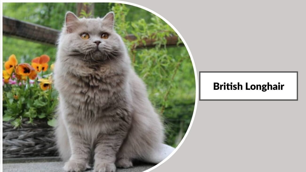 British Longhair