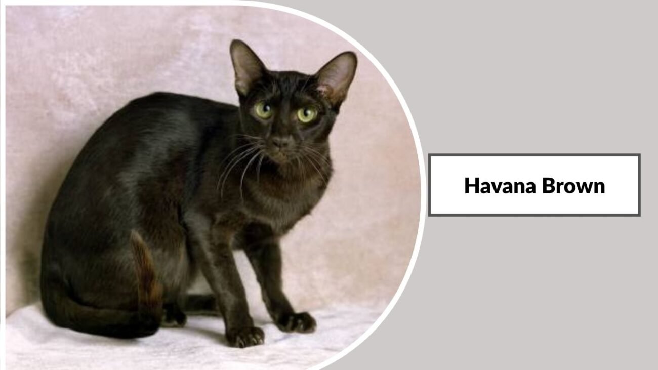 Havana Brown
