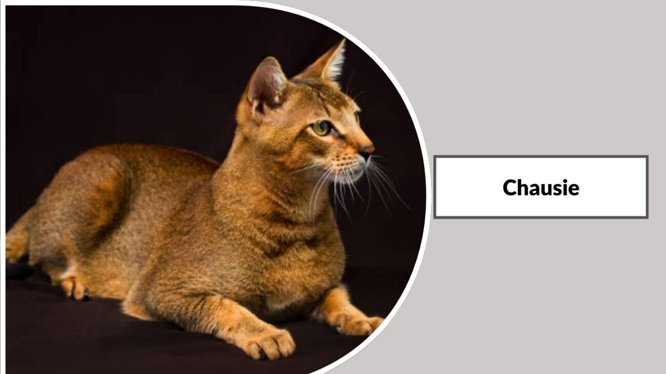 Chausie