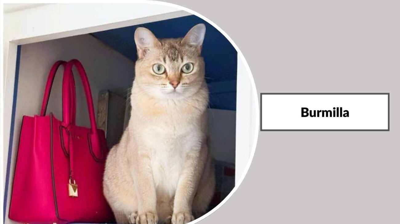 Burmilla