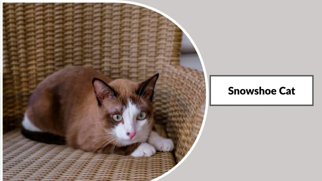 Snowshoe Cat