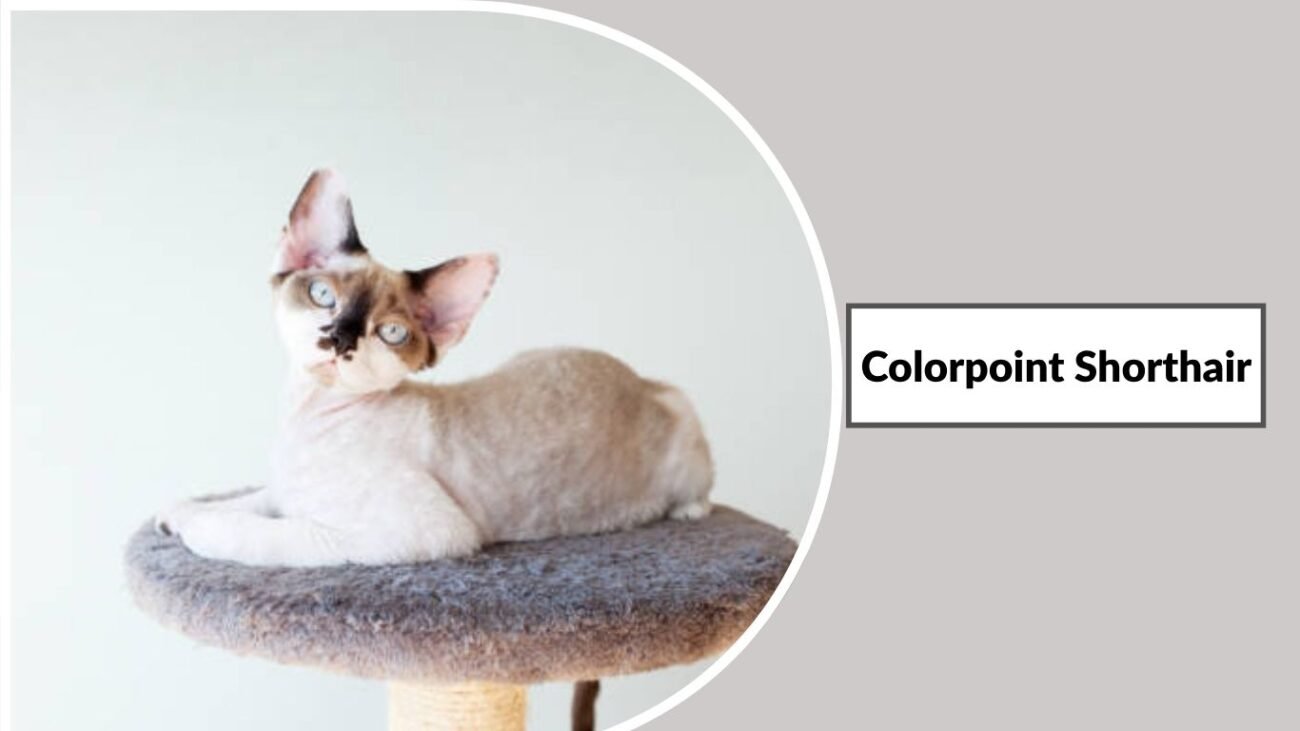 Colorpoint Shorthair