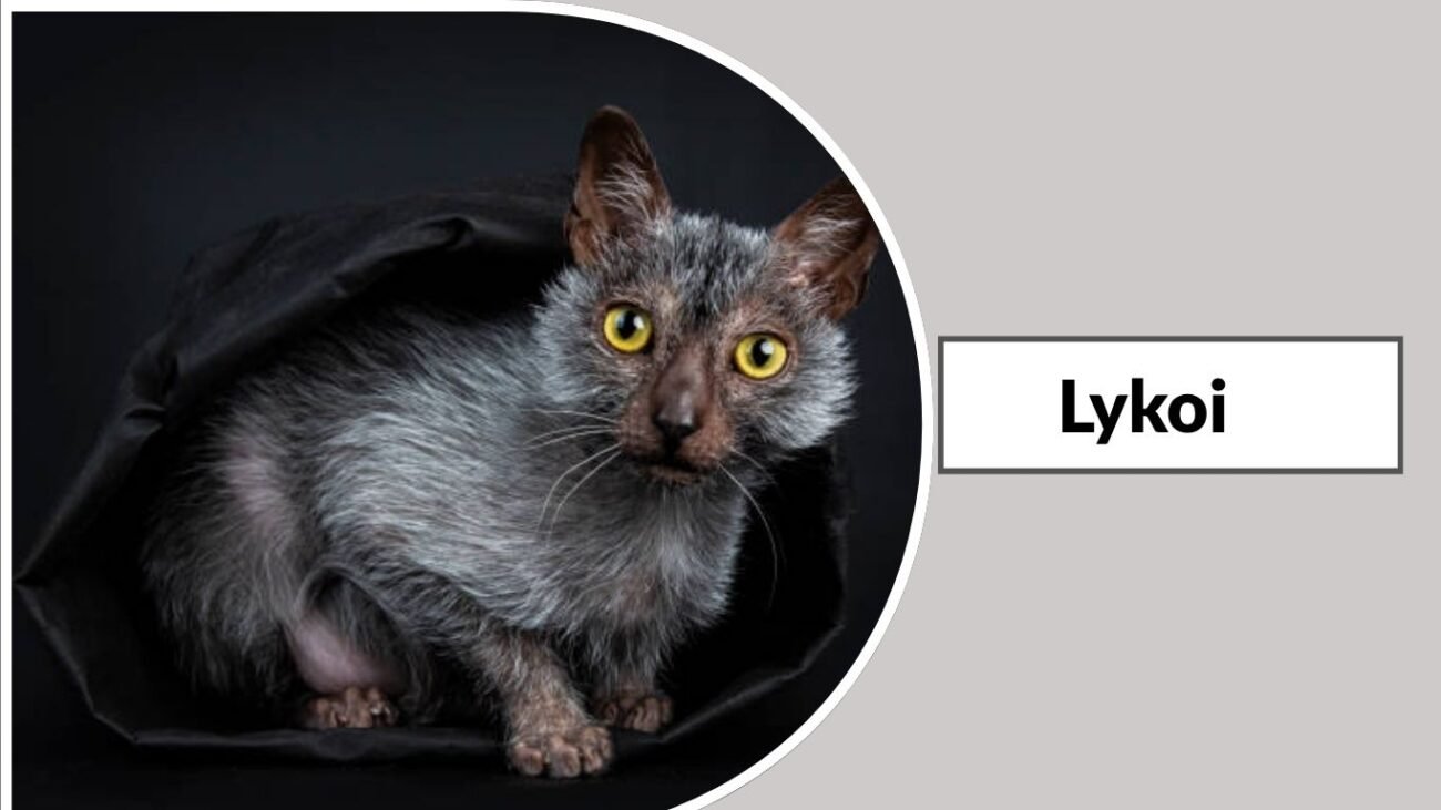Lykoi