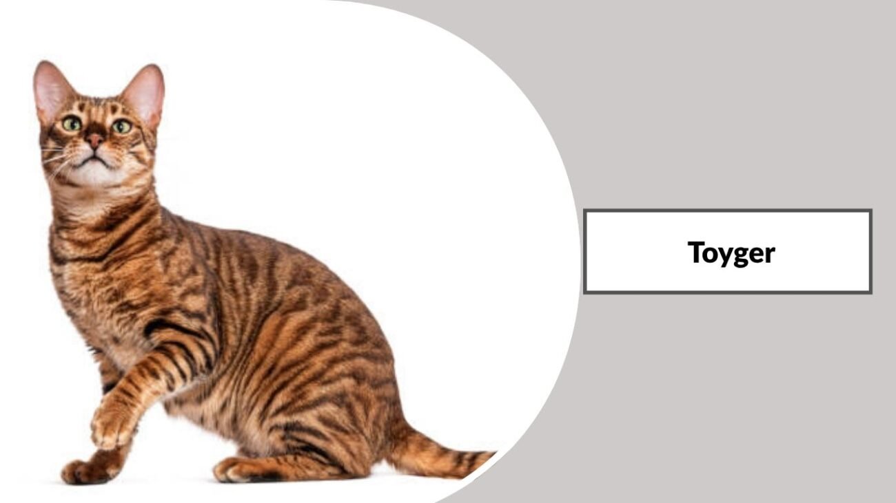 Toyger