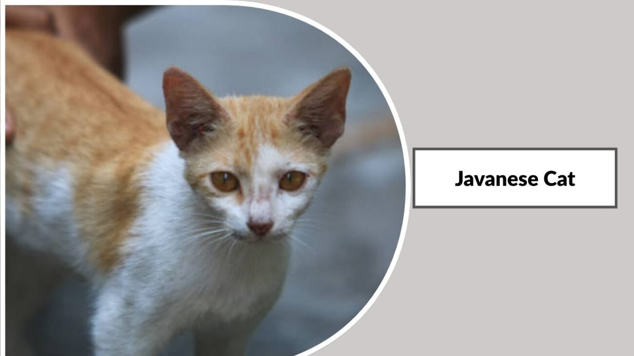  Javanese Cat
