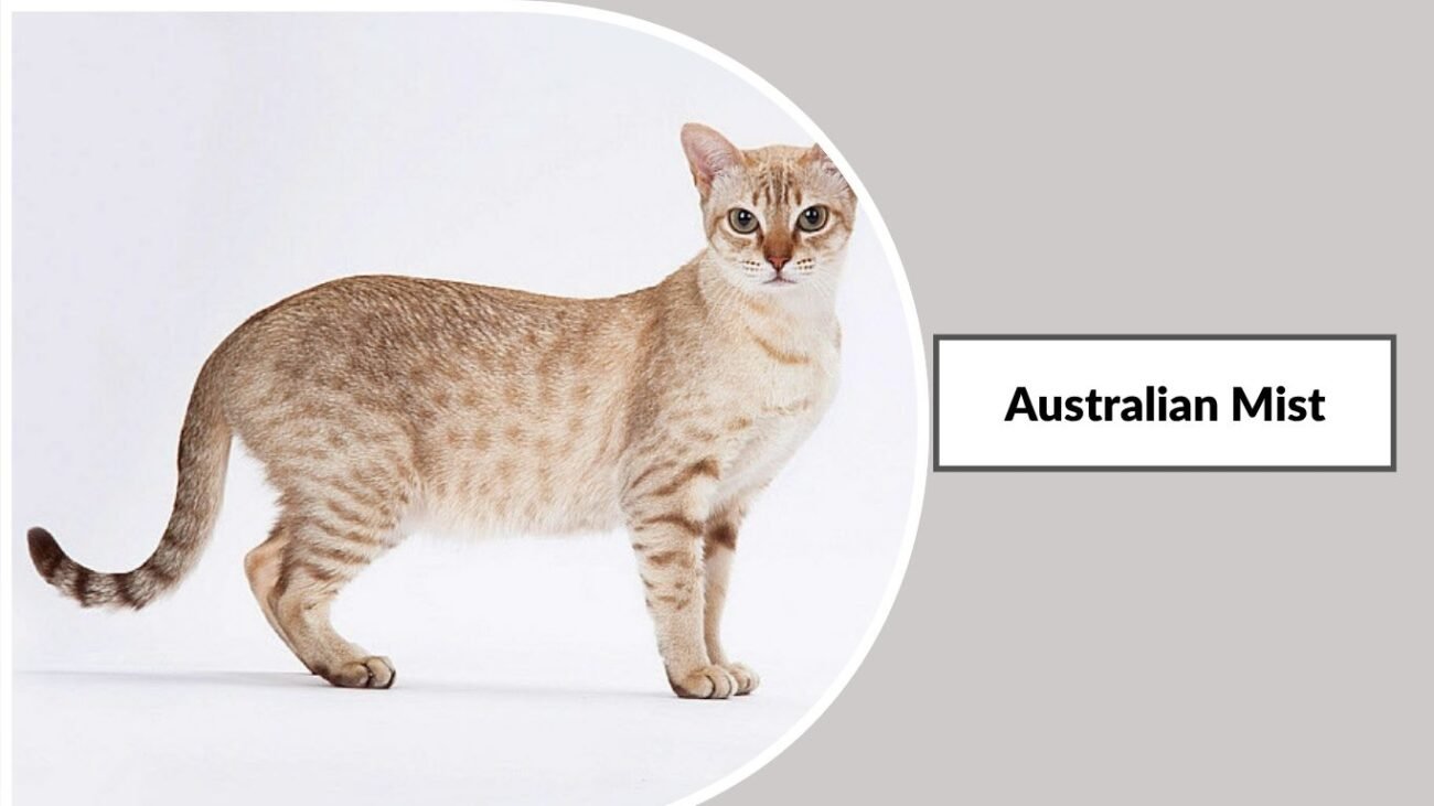 Australian Mist