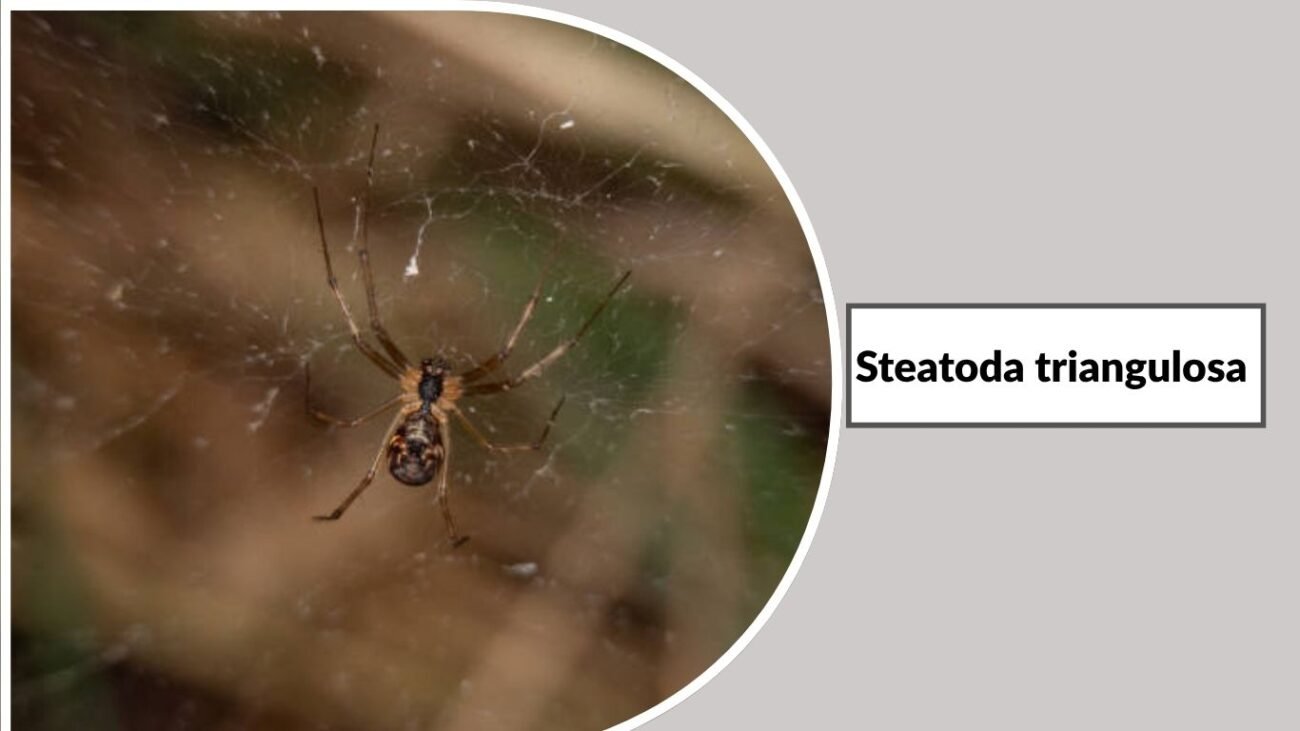 Steatoda triangulosa