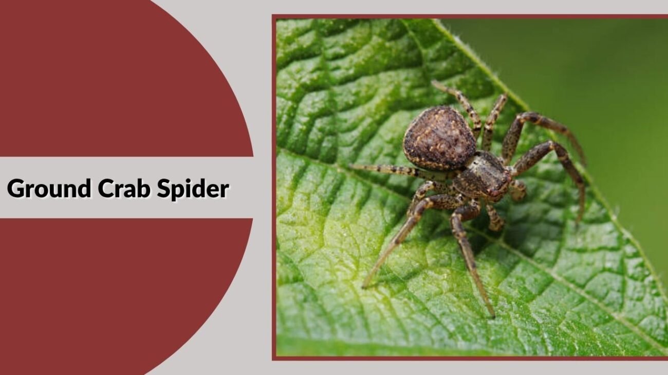 Ground Crab Spider
