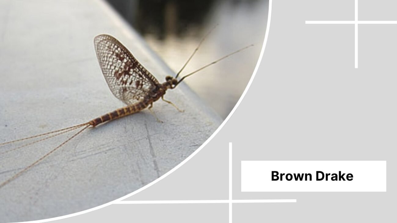  Brown Drake