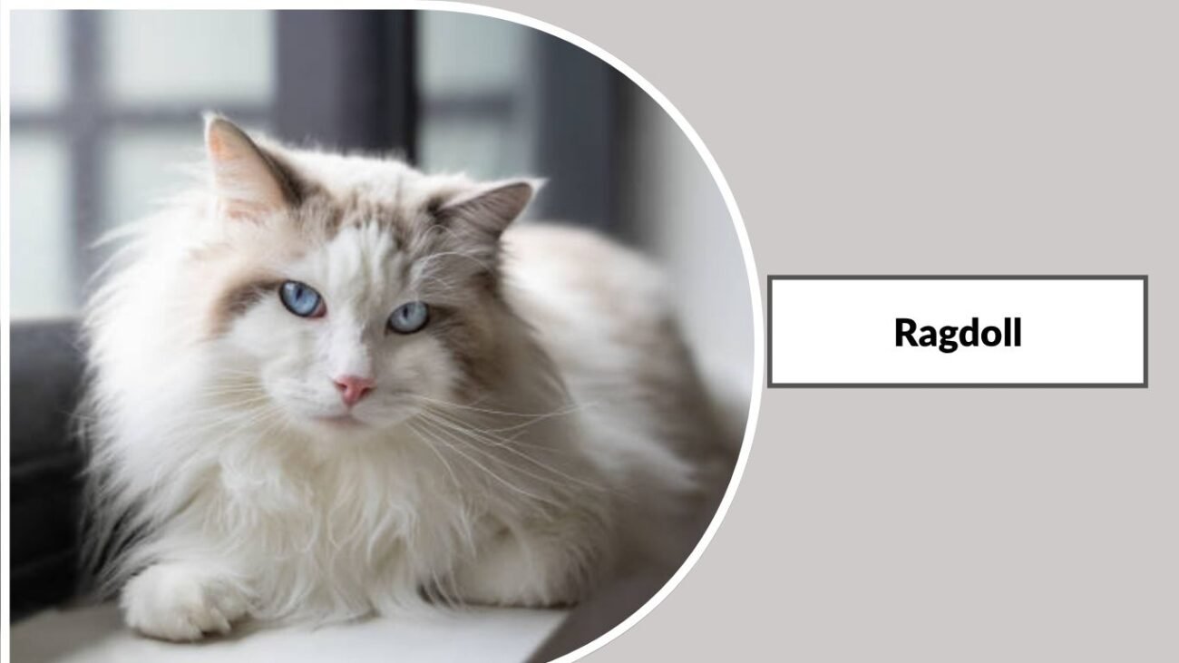 Ragdoll