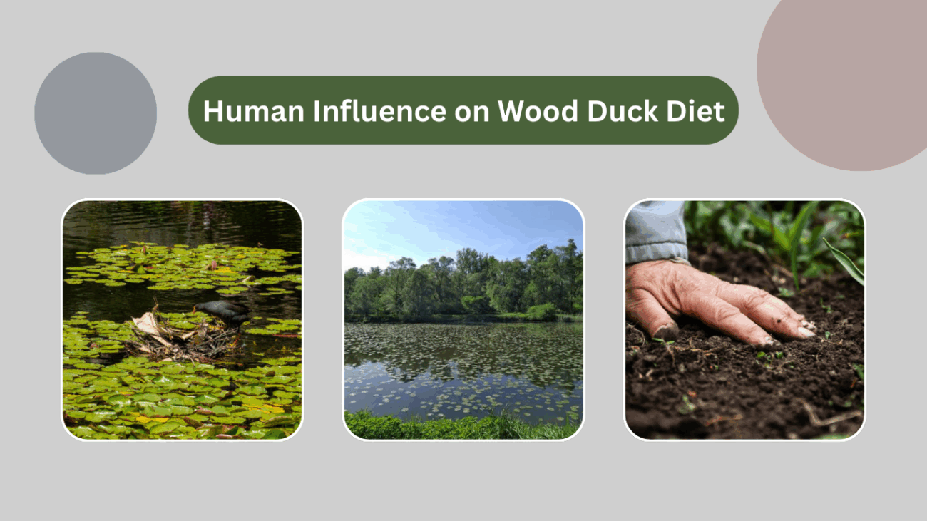 Human Influence on Wood Duck Diet