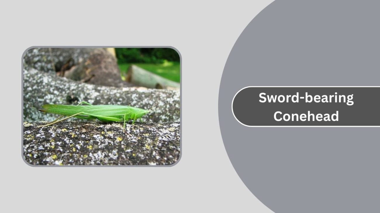  Sword-bearing Conehead