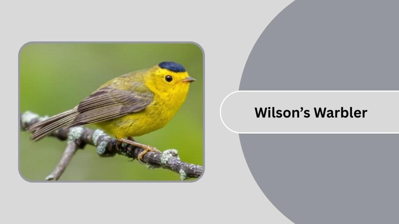 Wilson’s Warbler