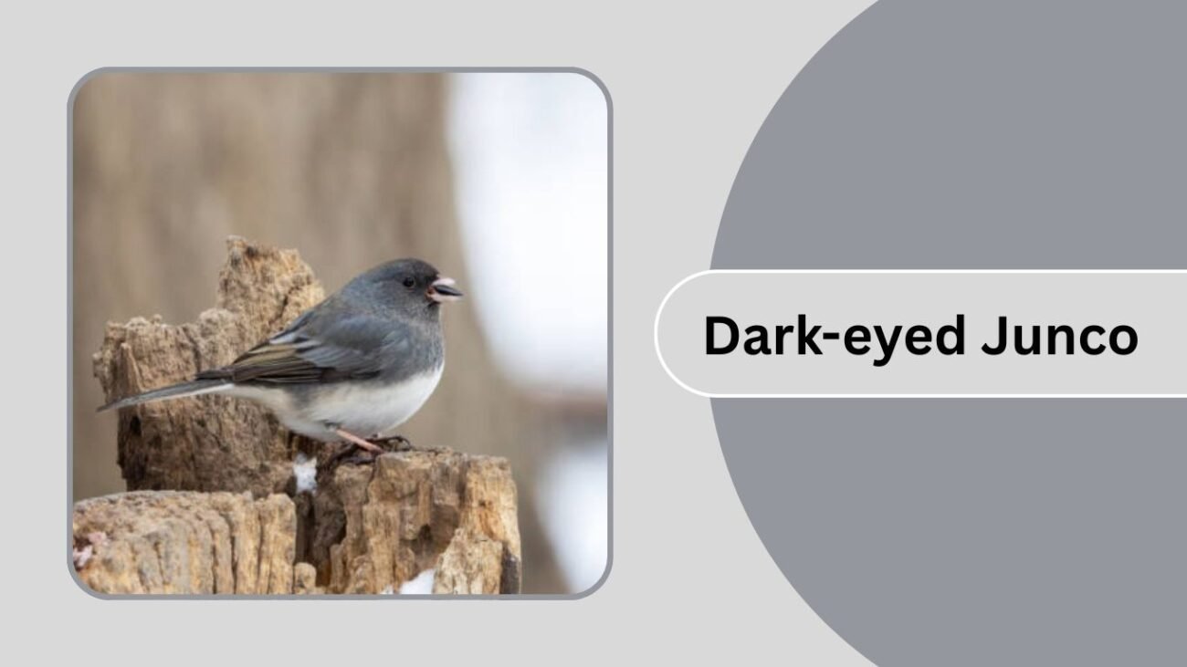 Dark-eyed Junco