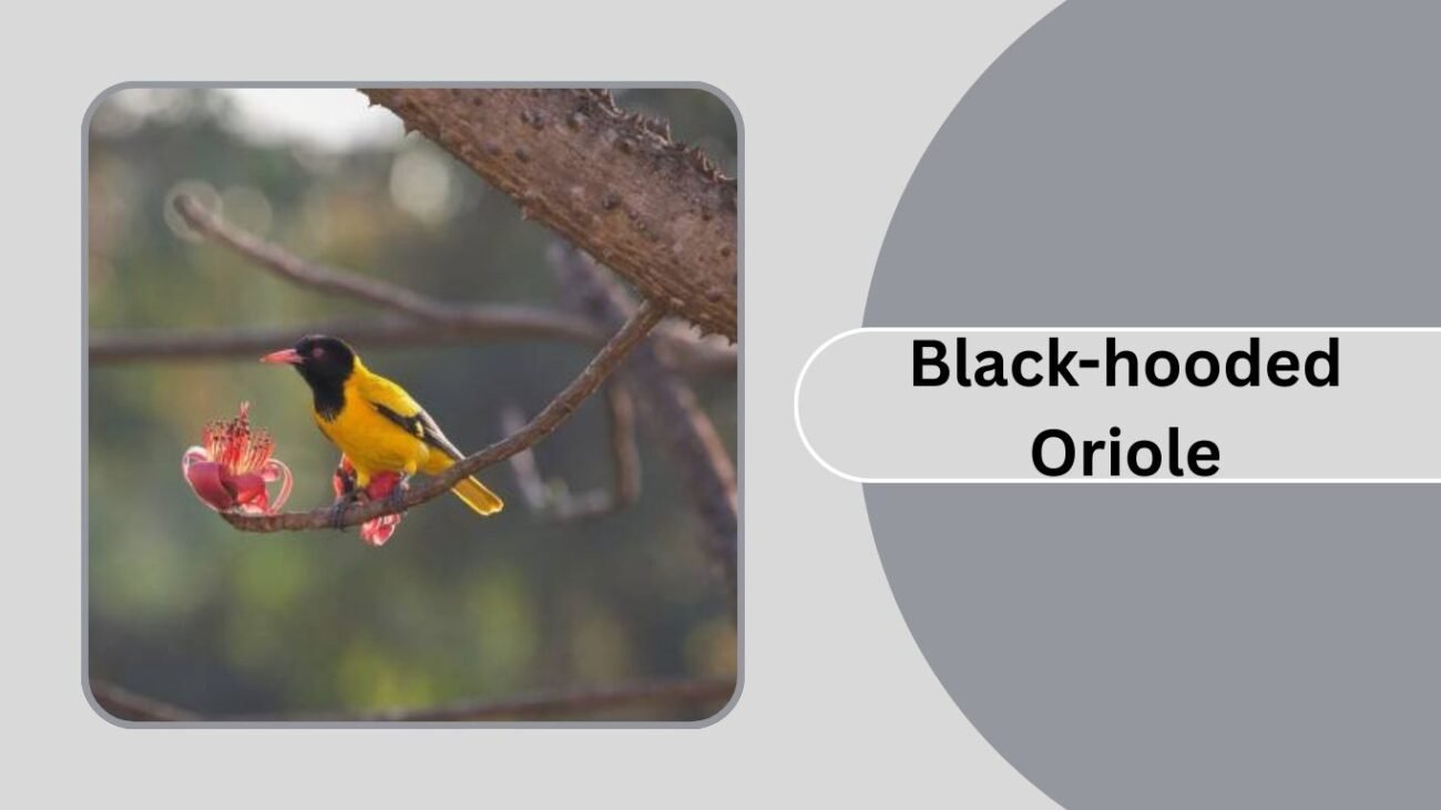 Black-hooded Oriole